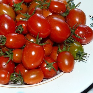 Von Kindern und Erwachsenen geliebt, eine helle Gewächshaus-Hybride mit einem fruchtigen Geschmack - Tomaten-Gelb-Dattel