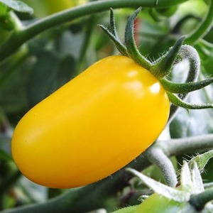 Von Kindern und Erwachsenen geliebt, eine helle Gewächshaus-Hybride mit einem fruchtigen Geschmack - Tomatendatum gelb