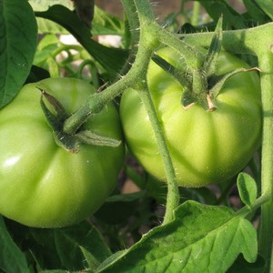 Wie man eine Tomate richtig züchtet Maryina Roshcha: Bewertungen, Fotos und Ertrag einer frühen reifen Hybride