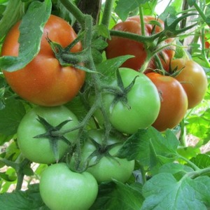 Wie man eine Tomate richtig anbaut Maryina Roshcha: Bewertungen, Fotos und der Ertrag einer frühen reifen Hybride