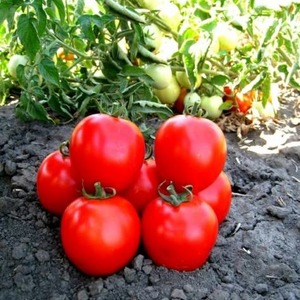 Wie man eine Tomate richtig anbaut Maryina Roshcha: Bewertungen, Fotos und der Ertrag einer frühen reifen Hybride