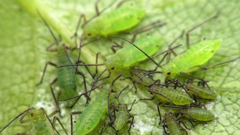 Wie man mit Melonenblattläusen auf Gurken so schnell und effizient wie möglich umgeht