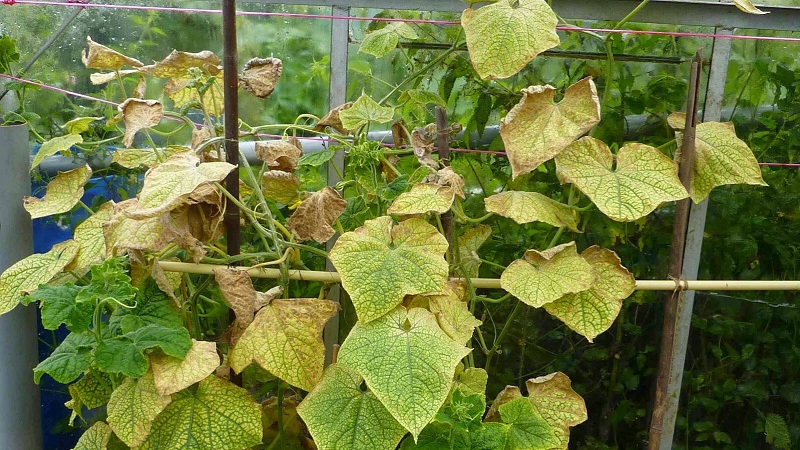 Wie man mit Melonenblattläusen auf Gurken so schnell und effizient wie möglich umgeht