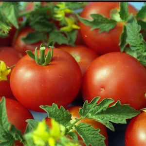 Warum Tomaten so beliebt und beliebt sind Gärtnertraum: Beschreibung der Vielfalt und Bewertungen erfahrener Sommerbewohner