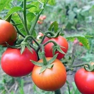 Warum Tomaten so beliebt und beliebt sind Gärtnertraum: Beschreibung der Vielfalt und Bewertungen erfahrener Sommerbewohner