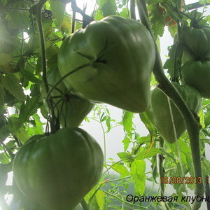 Riesige köstliche Orangenfrucht - Tomatenorangenerdbeere