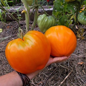 Riesige köstliche Orangenfrucht - Tomatenorangenerdbeere