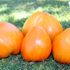 Riesige köstliche Orangenfrucht - Tomatenorangenerdbeere