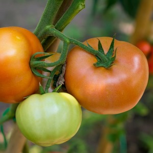 Eine einzigartige Hybride mit köstlichen Früchten, wie auf dem Bild - eine Tomate Ein Geschenk an eine Frau und die Nuancen des Anbaus