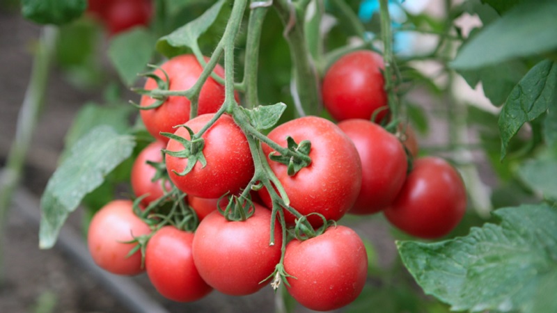 Eine einzigartige Hybride mit köstlichen Früchten, wie auf dem Bild - eine Tomate Ein Geschenk an eine Frau und die Nuancen des Anbaus