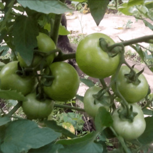 Eine einzigartige Hybride mit köstlichen Früchten, wie auf dem Bild - eine Tomate Ein Geschenk an eine Frau und die Nuancen des Anbaus