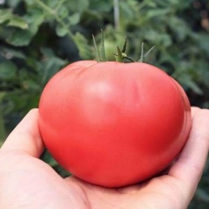 Eine einzigartige Hybride mit köstlichen Früchten, wie auf dem Bild - eine Tomate Ein Geschenk an eine Frau und die Nuancen des Anbaus