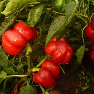 Wie man Paprika aus der Gogoshary-Gruppe richtig anbaut: Merkmale von Sorten und Bewertungen von Sommerbewohnern