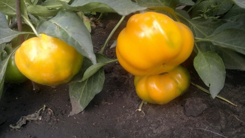 Wie man Paprika aus der Gogoshary-Gruppe richtig anbaut: Merkmale von Sorten und Bewertungen von Sommerbewohnern