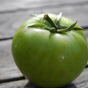 Ein Märchen auf Ihrer Website - Tomatenprinzessin Frosch: Bewertungen und Empfehlungen für den richtigen Anbau