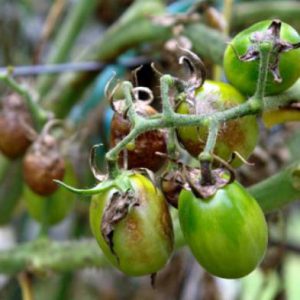 Eine erstaunliche Vielfalt für Sommerbewohner-Experimentatoren - Tomaten-Bananen-Beine und Empfehlungen für den Anbau