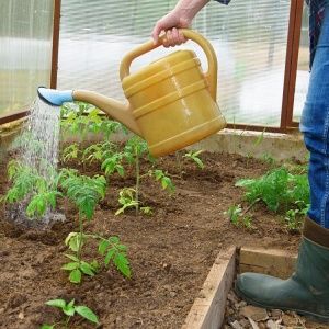 Eine erstaunliche Vielfalt für Sommerbewohner-Experimentatoren - Tomaten-Bananen-Beine und Empfehlungen für den Anbau