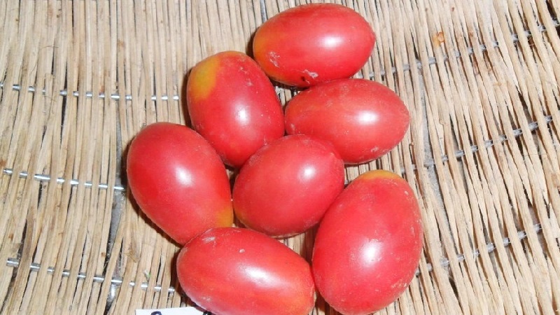 Eine reichhaltige Ernte kleiner Pflaumentomaten aus jedem Busch - Tomatenrosa Rosinen und die Geheimnisse der Pflege