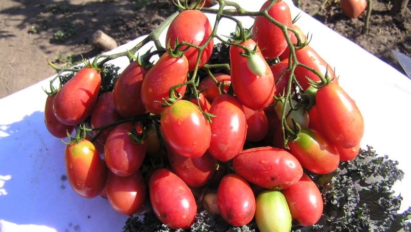 Eine reichhaltige Ernte kleiner Pflaumentomaten aus jedem Busch - Tomatenrosa Rosinen und die Geheimnisse der Pflege