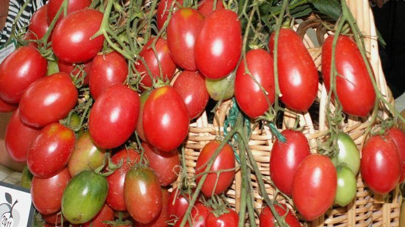 Eine reichhaltige Ernte kleiner Pflaumentomaten aus jedem Busch - Tomatenrosa Rosinen und die Geheimnisse der Pflege