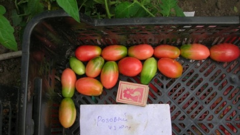 Eine reichhaltige Ernte kleiner Pflaumentomaten aus jedem Busch - Tomatenrosa Rosinen und die Geheimnisse der Pflege