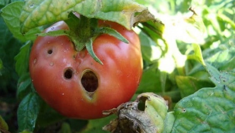 Wir bekämpfen schnell das entdeckte Problem der Tomaten: In den Tomaten sind Löcher aufgetreten - was zu tun ist und wie Sie Ihre Ernte retten können