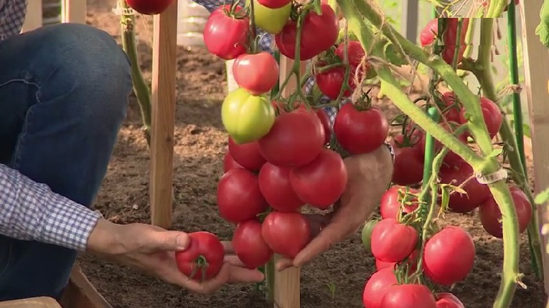 Was ist gut an einem Tomaten-Himbeer-Imperium und wie kann man es selbst anbauen - eine praktische Anleitung