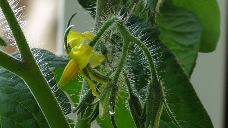 Was ist, wenn die Tomaten im Gewächshaus blühen, aber kein Eierstock vorhanden ist?