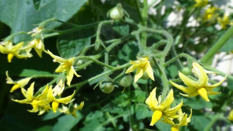 Was ist, wenn die Tomaten im Gewächshaus blühen, aber kein Eierstock vorhanden ist?