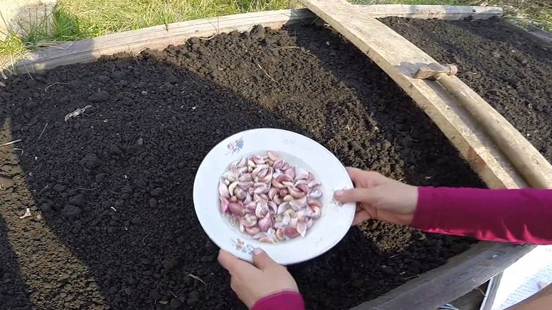 Was ist Frühlingsknoblauch und wie man ihn richtig anbaut: eine Schritt-für-Schritt-Anleitung und Geheimnisse erfahrener Gärtner