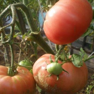 Wird eine späte Ernte geben, aber die Erwartungen erfüllen - Tomate Andreevsky Überraschung