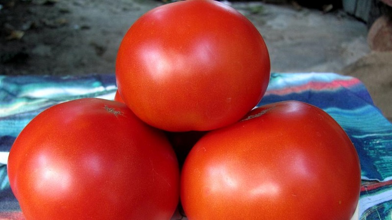 Wird eine späte Ernte geben, aber die Erwartungen erfüllen - Tomate Andreevsky Überraschung