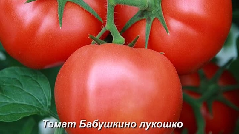 Ein Favorit unter den Sommerbewohnern für den Anbau in einem Gewächshaus ist eine Tomate Babushkino lukoshko