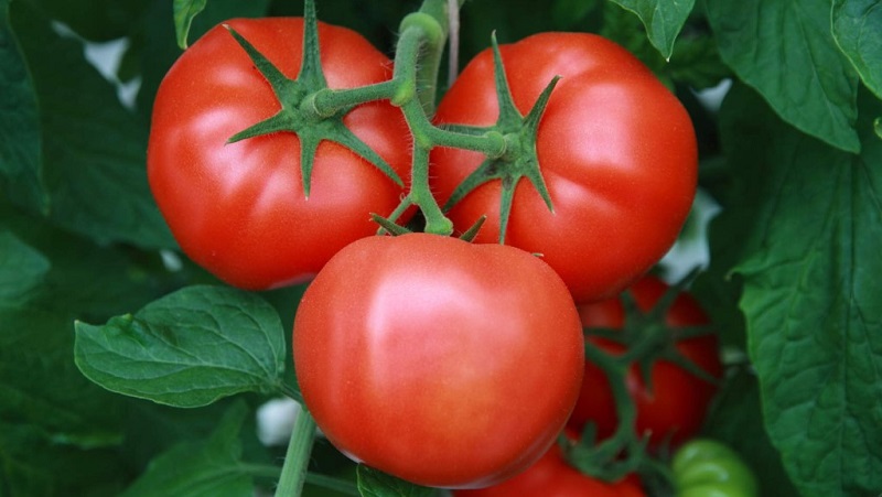 Ein Favorit unter den Sommerbewohnern für den Anbau in einem Gewächshaus ist eine Tomate Babushkino lukoshko