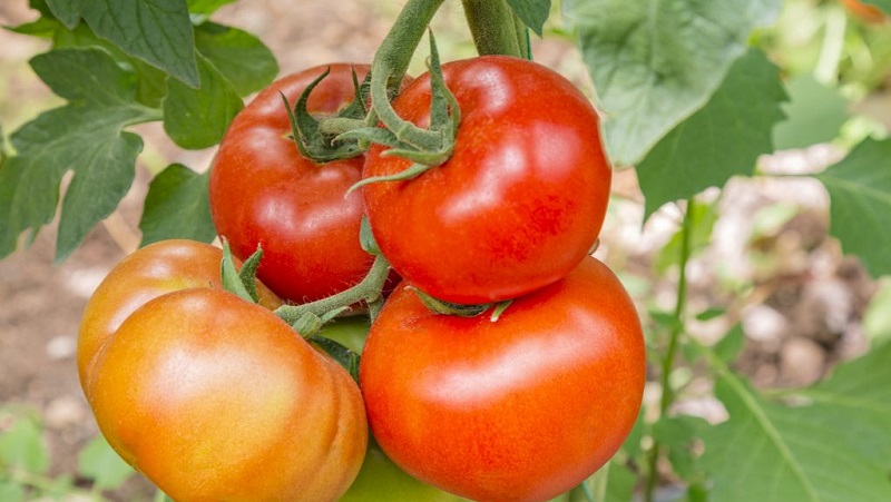 Der Favorit unter den Sommerbewohnern für den Anbau in einem Gewächshaus ist eine Tomate Babushkino lukoshko