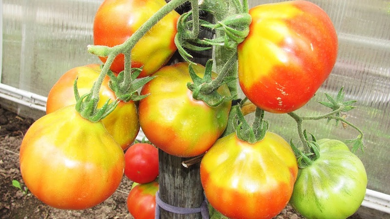 Der Favorit unter den Sommerbewohnern für den Anbau in einem Gewächshaus ist eine Tomate Babushkino lukoshko