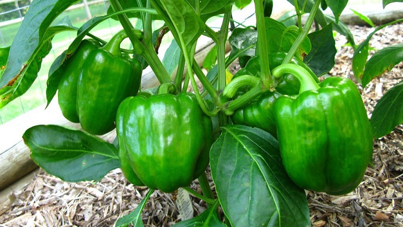 Wo und wie man Paprika für den Winter aufbewahrt: frisch, gefroren, getrocknet, getrocknet und in Dosen