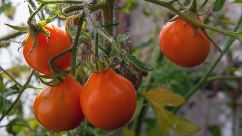 Tomaten, ideal für die Konservierung und nicht launisch in der Pflege, japanische Trüffel: Bewertungen, Fotos und wachsende Geheimnisse