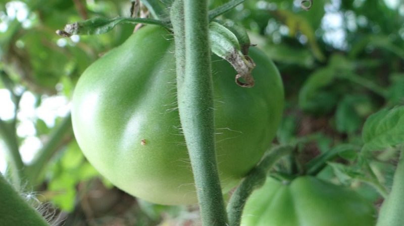 Tomaten, ideal für die Konservierung und nicht launisch in der Pflege, japanische Trüffel: Bewertungen, Fotos und wachsende Geheimnisse