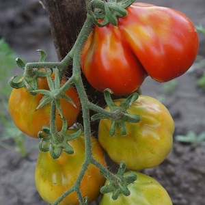 Tomaten, ideal für die Konservierung und nicht launisch in der Pflege, japanische Trüffel: Bewertungen, Fotos und wachsende Geheimnisse