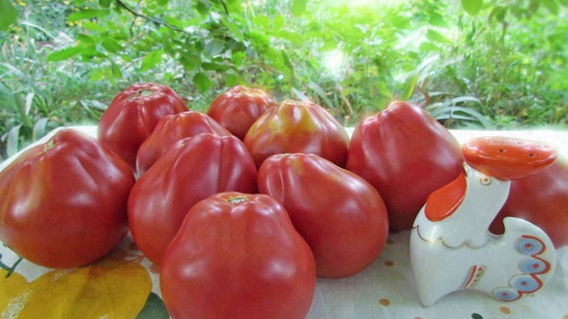 Tomaten, ideal für die Konservierung und nicht launisch in der Pflege, japanische Trüffel: Bewertungen, Fotos und wachsende Geheimnisse