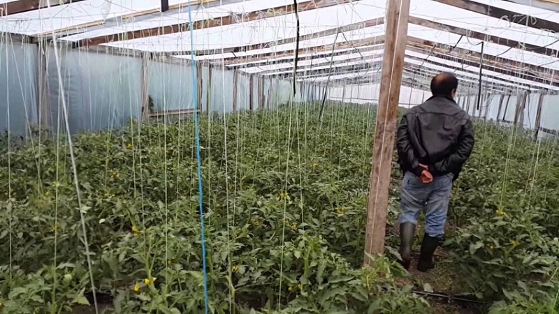 Anweisungen zur Verarbeitung von Tomaten mit Phytosporin im Gewächshaus und Vorsichtsmaßnahmen zum Besprühen von Tomaten