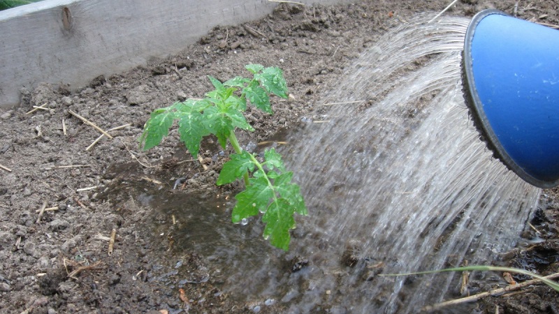 Anweisungen zur Verarbeitung von Tomaten mit Phytosporin im Gewächshaus und Vorsichtsmaßnahmen zum Besprühen von Tomaten