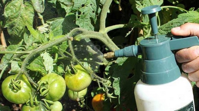 Anweisungen zur Verarbeitung von Tomaten mit Phytosporin im Gewächshaus und Vorsichtsmaßnahmen zum Besprühen von Tomaten