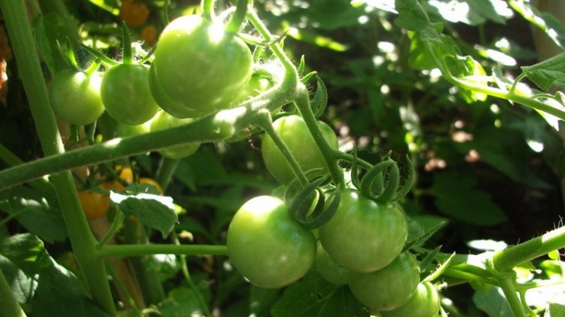 Anweisungen zur Verarbeitung von Tomaten mit Phytosporin im Gewächshaus und Vorsichtsmaßnahmen zum Besprühen von Tomaten