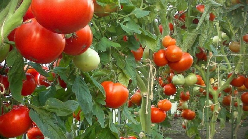 Anweisungen zur Verarbeitung von Tomaten mit Phytosporin im Gewächshaus und Vorsichtsmaßnahmen zum Besprühen von Tomaten