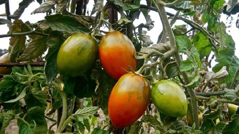 Anleitung zur Verwendung von HOM zur Verarbeitung von Tomaten: Nuancen für Freiland und Gewächshäuser, Vorsichtsmaßnahmen