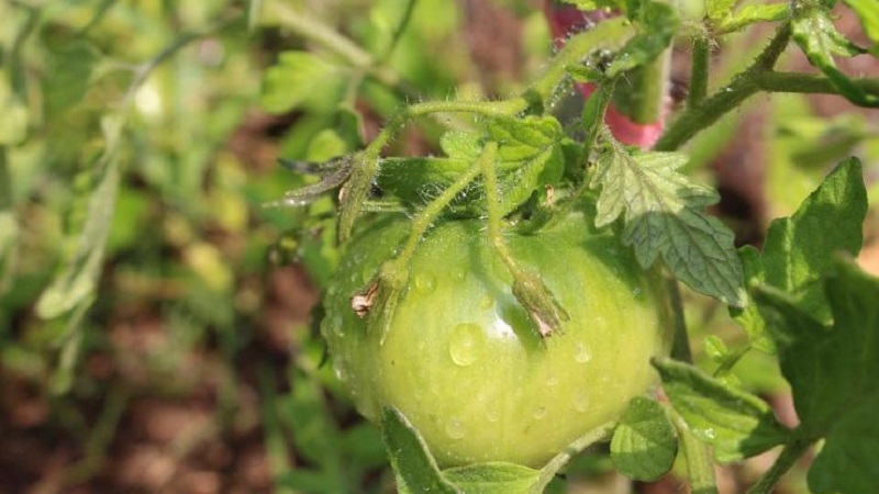 Anleitung zur Verwendung von HOM zur Verarbeitung von Tomaten: Nuancen für Freiland und Gewächshäuser, Vorsichtsmaßnahmen