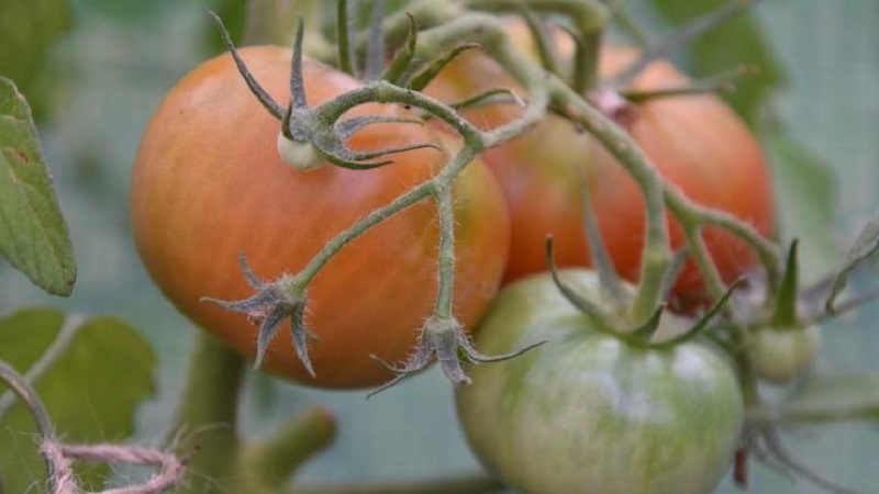 Anleitung zur Verwendung von HOM zur Verarbeitung von Tomaten: Nuancen für Freiland und Gewächshäuser, Vorsichtsmaßnahmen