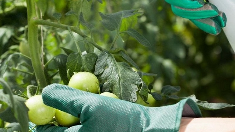 Anleitung zur Verwendung von HOM zur Verarbeitung von Tomaten: Nuancen für Freiland und Gewächshäuser, Vorsichtsmaßnahmen